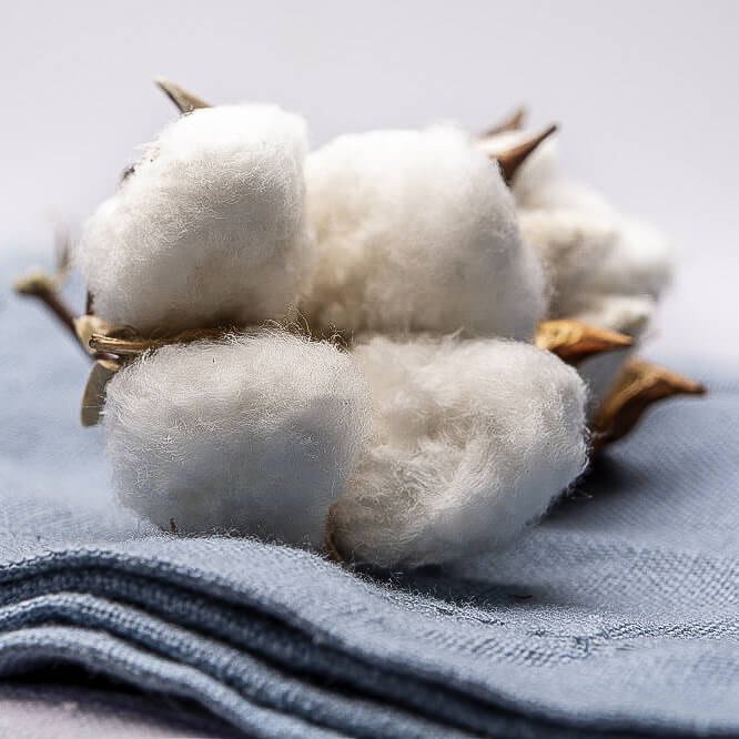 A
                beautiful close-up of a cotton plant on a light blue fabric